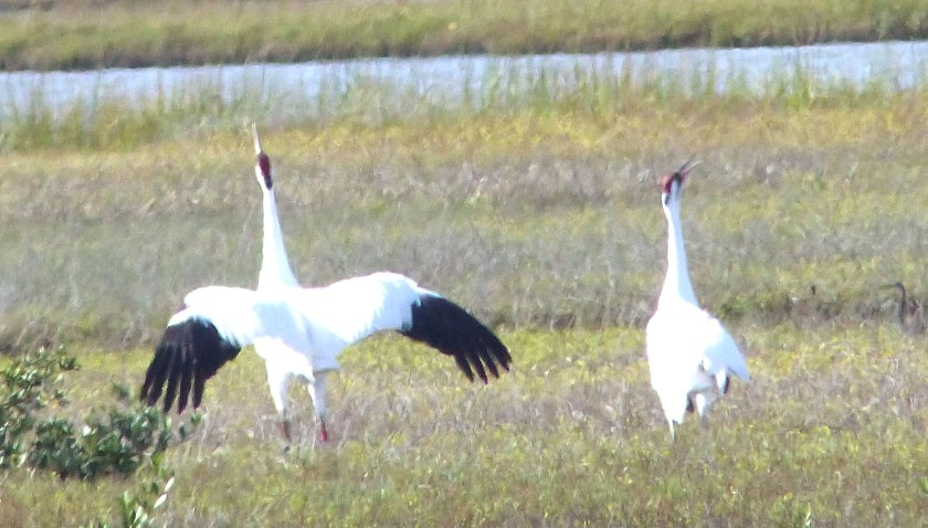 20141110Whoopers