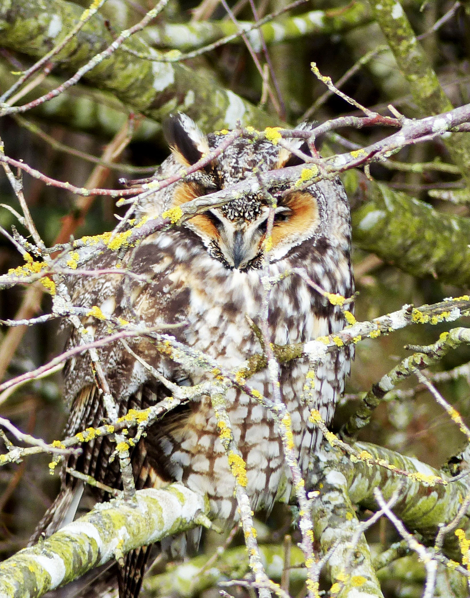 20150121_7774LEOwl2