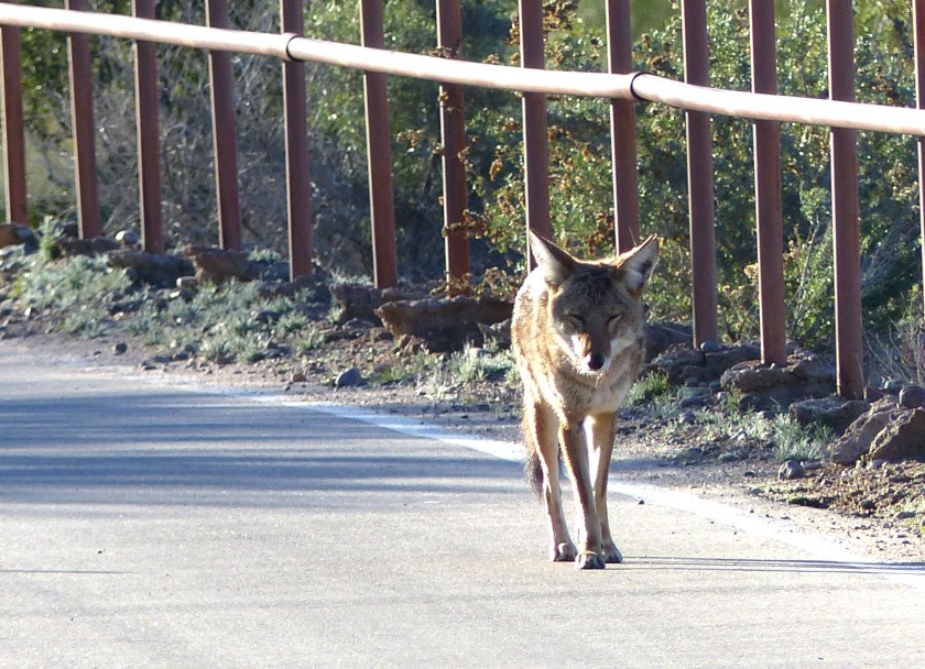 Coyote, Sweetwater Wetlands, Arizonas