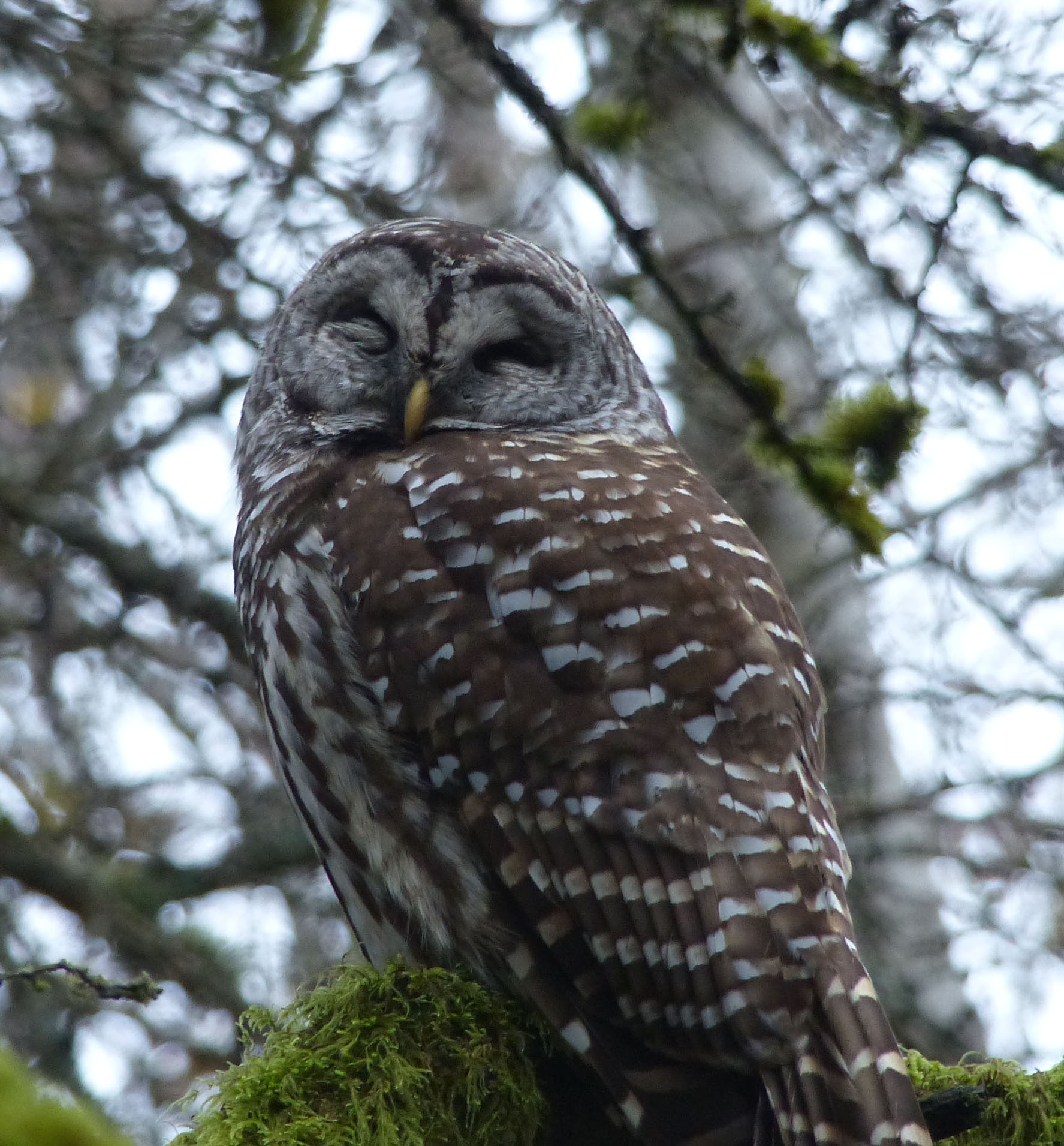 Barredowl201411242