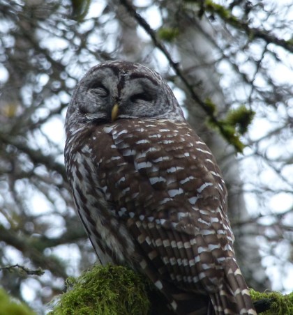 Barredowl201411242
