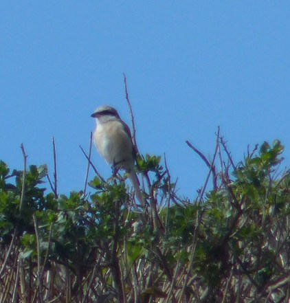 Brown Shrike, Mendocino California