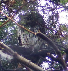 Eastern Screech Owl