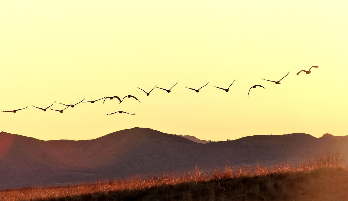 My Arizona Birding&nbsp;2
