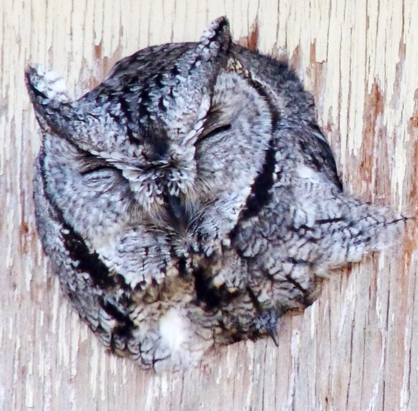 Screechowl20150117
