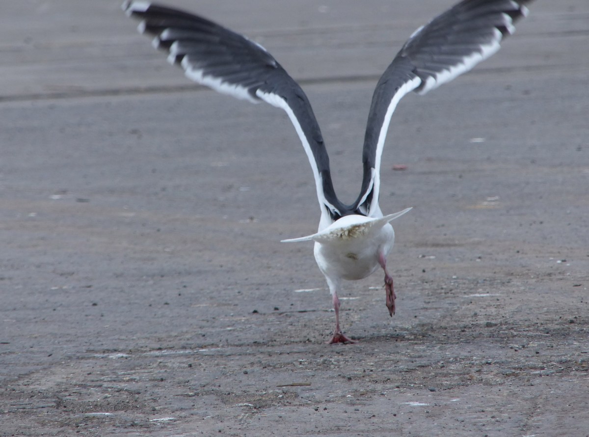 Rare Birding: British Columbia, Washington, Oregon,&nbsp;California
