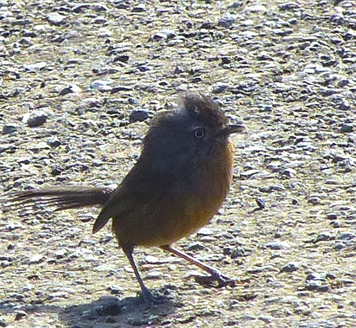 What do you mean I'm not rare!