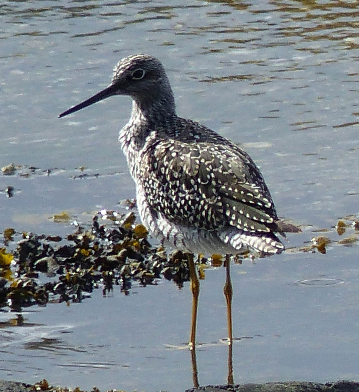 Gray’s Harbor, Washington: Shorebirds&nbsp;Revisited