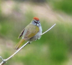 Green-tailed Towhee, Mount Ashland