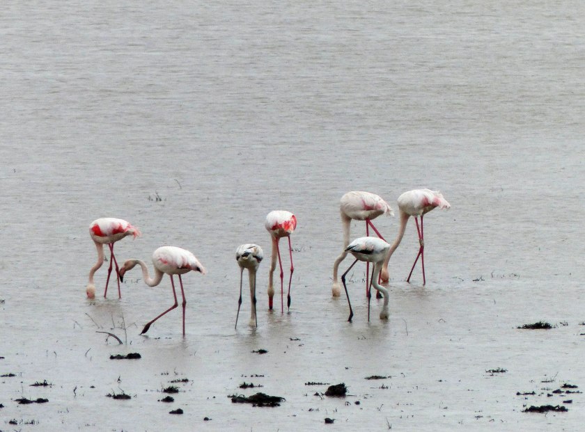 Donanaflamingosa