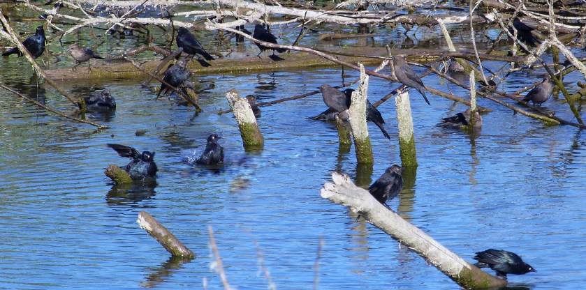 BRewBlabathingAug1420162Qa