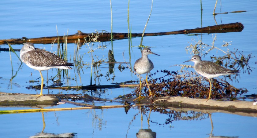 GretLessYellolgsAug142016