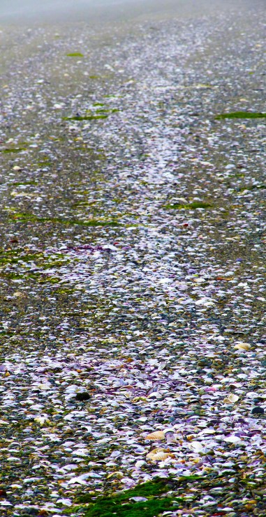 Tidelinegardenau292016