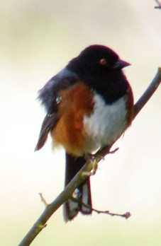 towhee2a