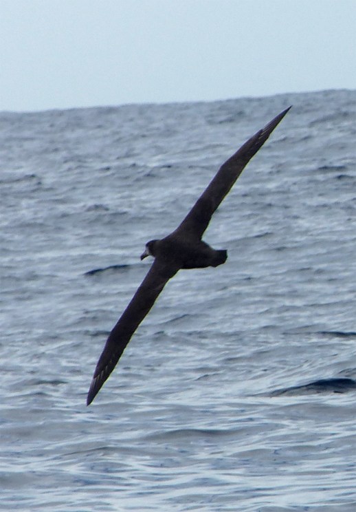 bfotalbatrosse242016