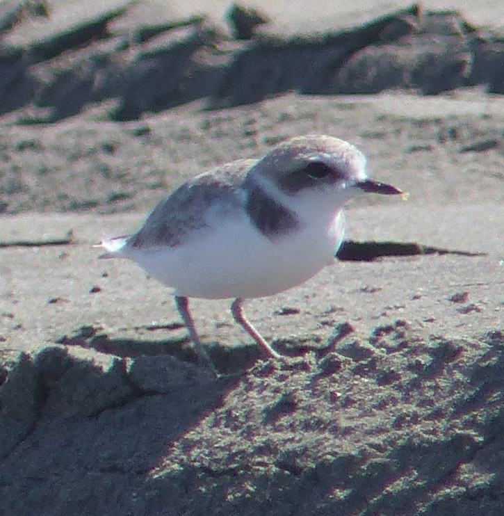 Snowy Plovers