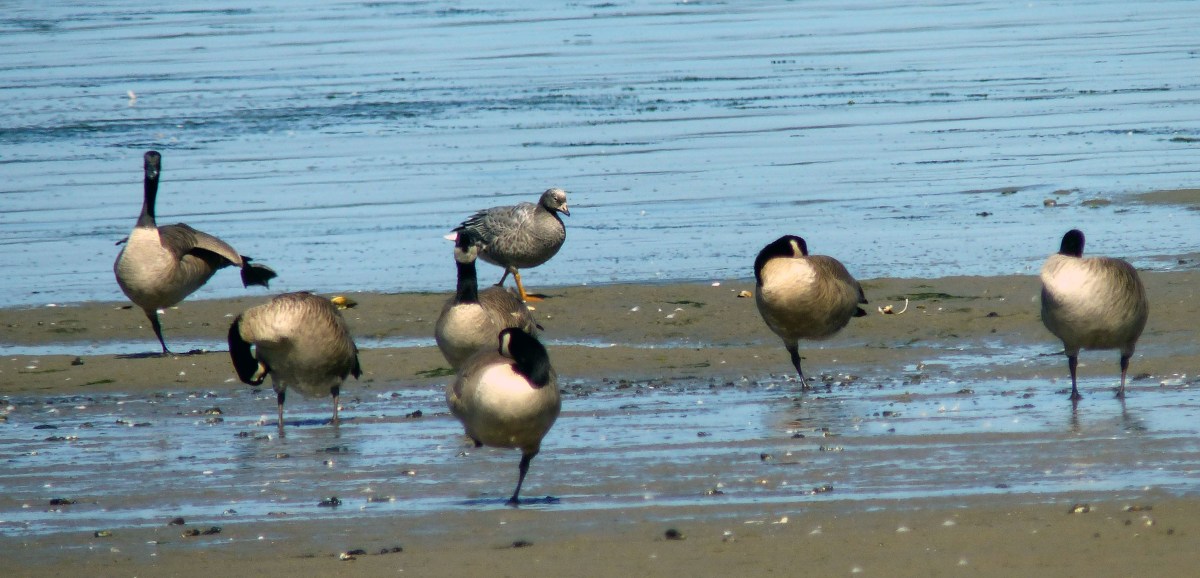 Rare Birds – The Emperor&nbsp;Goose