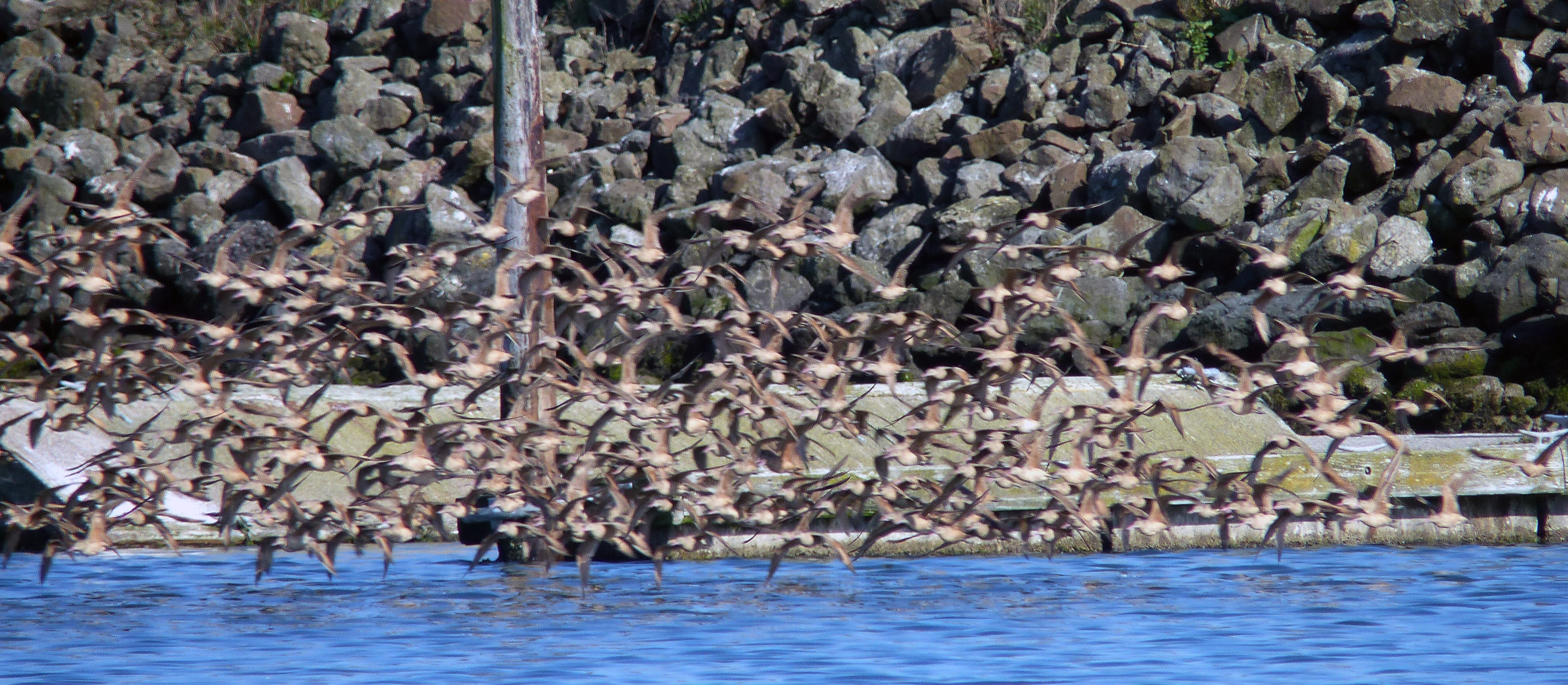 godwtsflightse232016