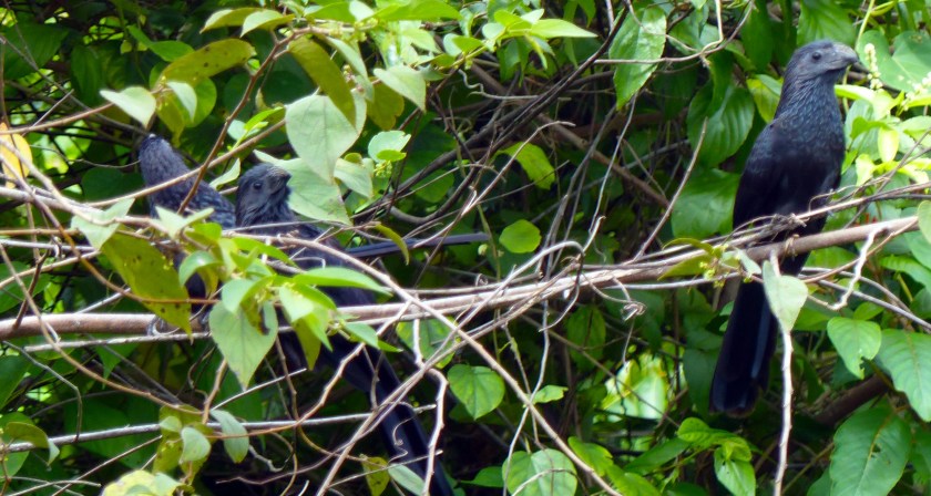 gvbilledanisdec52015