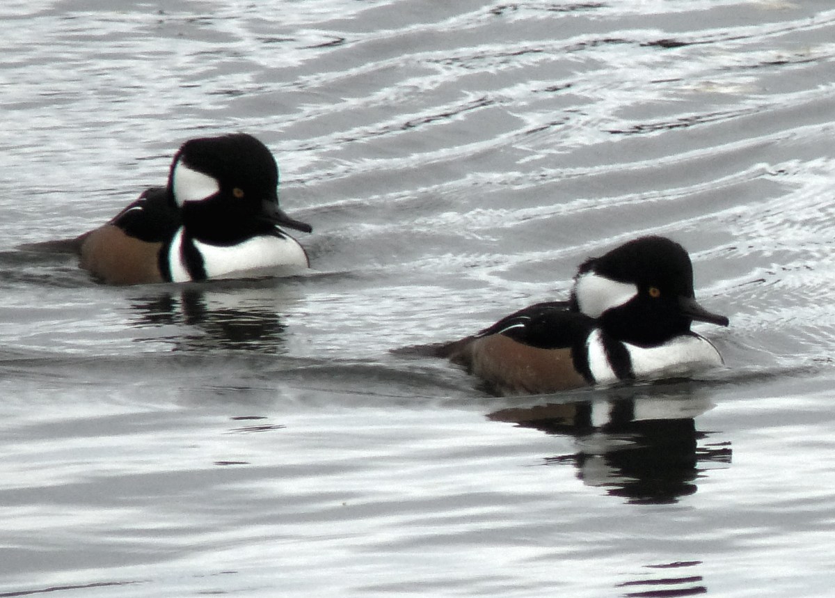Autumn Ducks: Hooded&nbsp;Merganser