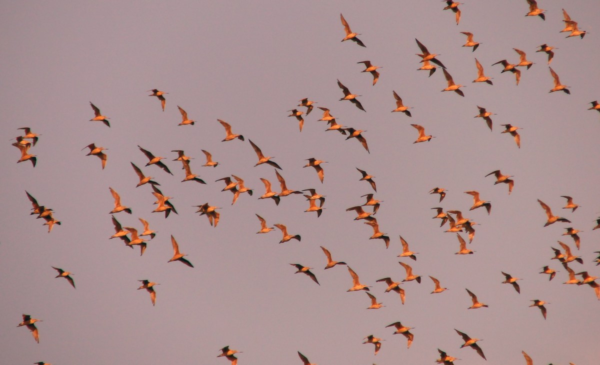 The Godwits