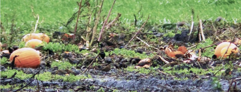 punmkinpatchoc282014