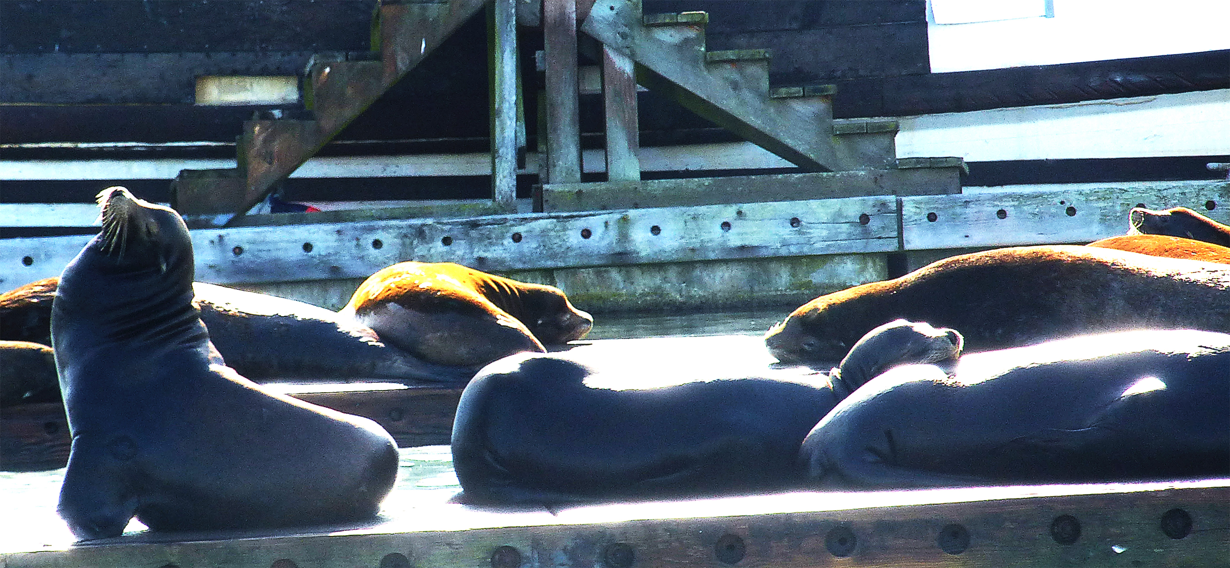 westprtsealionsse242016