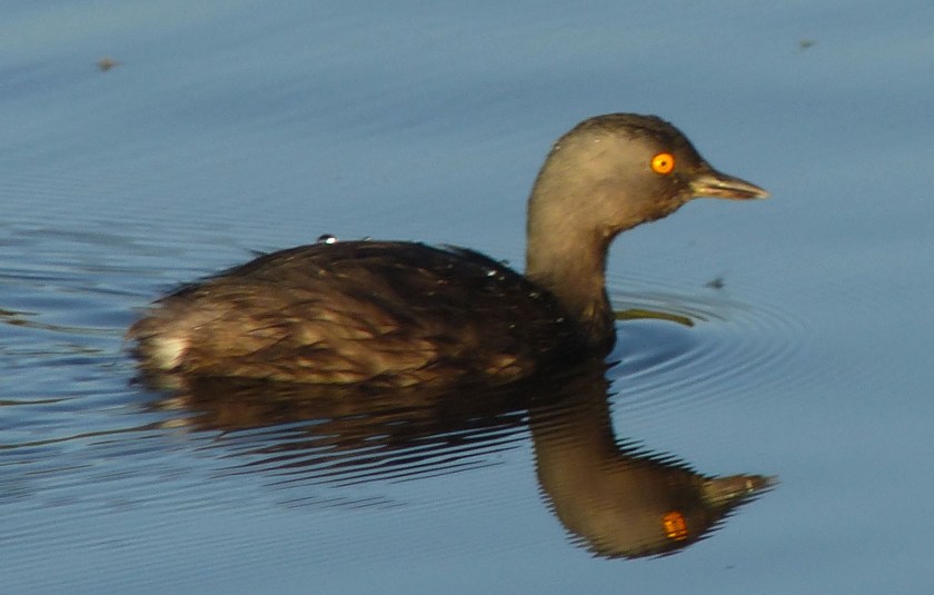 lgrebebestno5yearbird