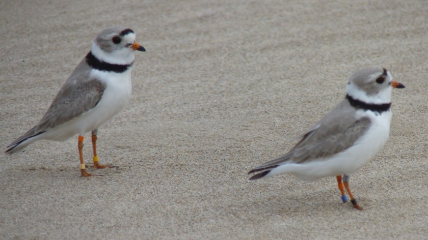 pipingmy72016birdsof-year