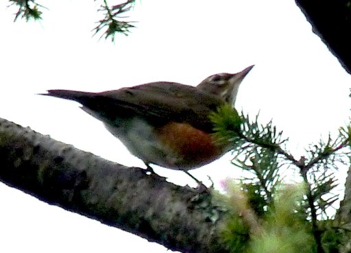 robbelligerentno232016