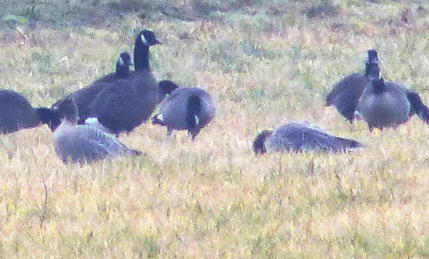 pfootedgeese3ja232017