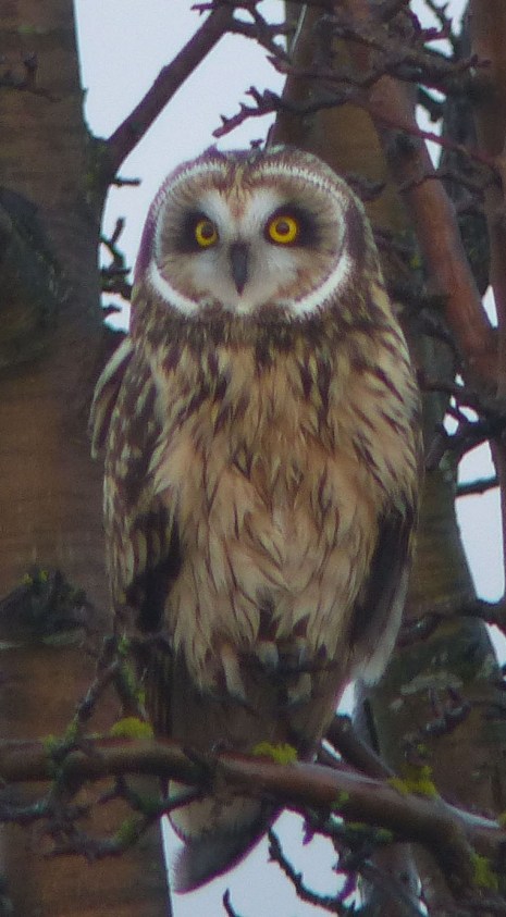 shrtearedowlfeb12016