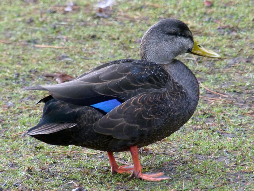 black-duck2