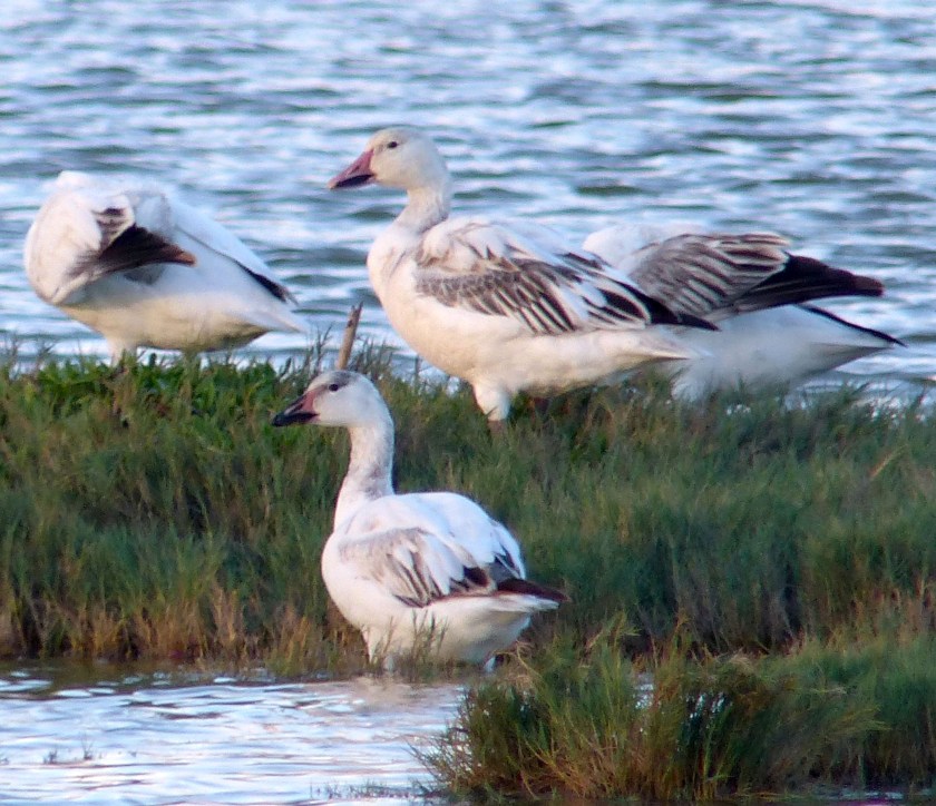 snowgeesemauife212017