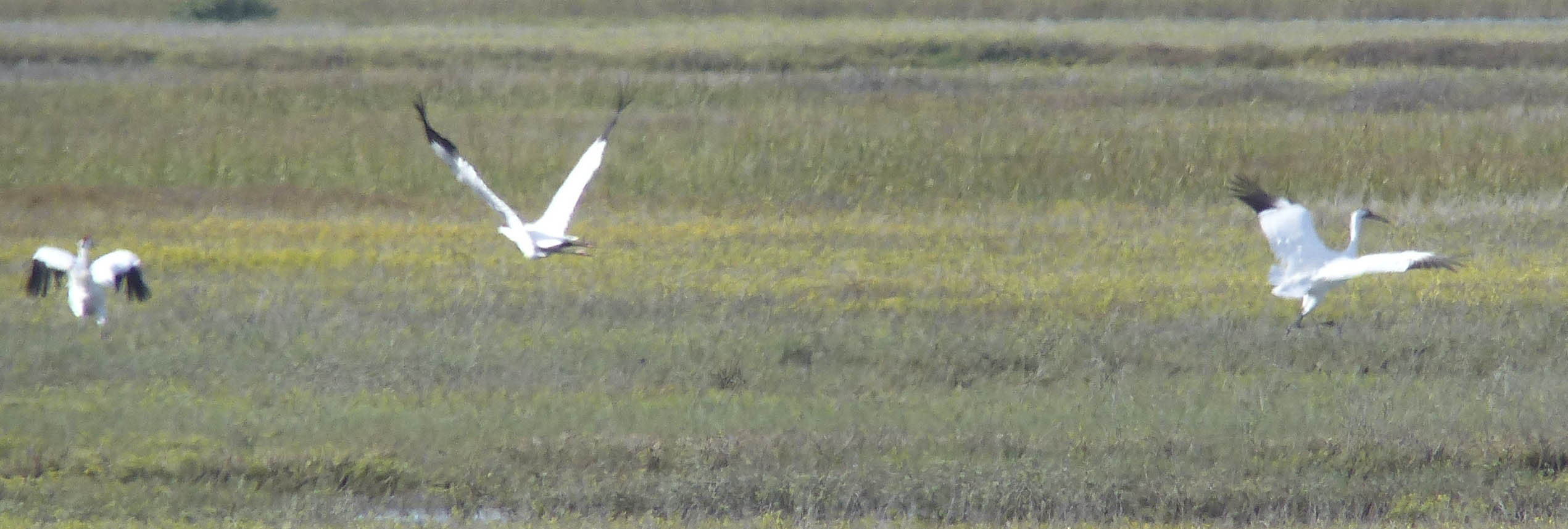 whcranzdramano102014