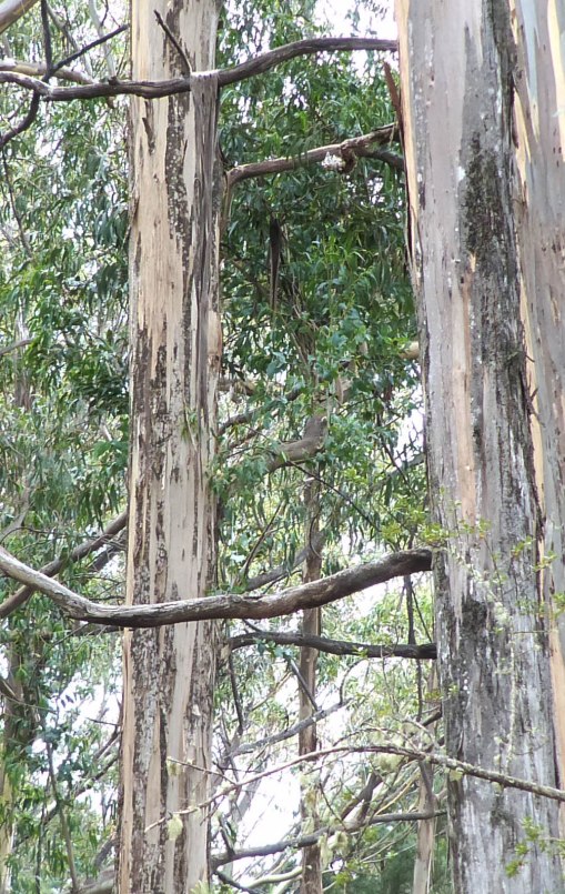 gumtreeshosmerfe212017