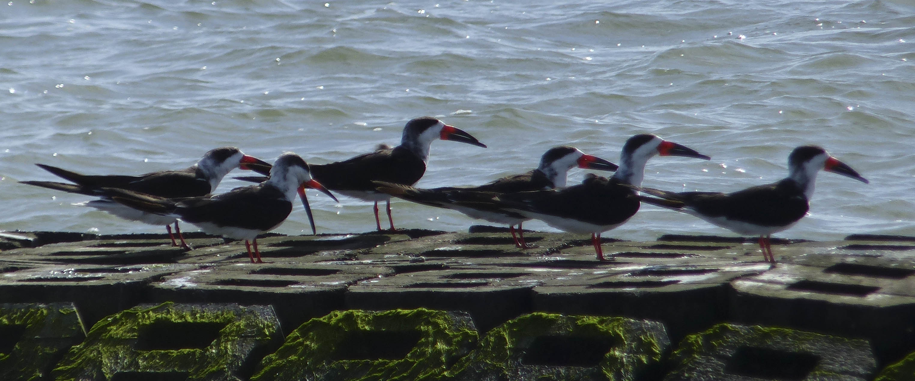 Blackskimmersno102014