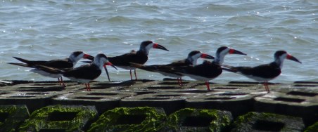 Blackskimmersno102014