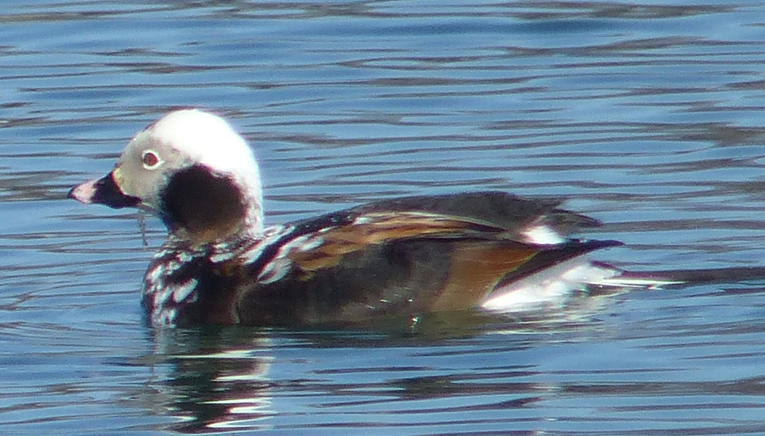 LonTailduchapr142017