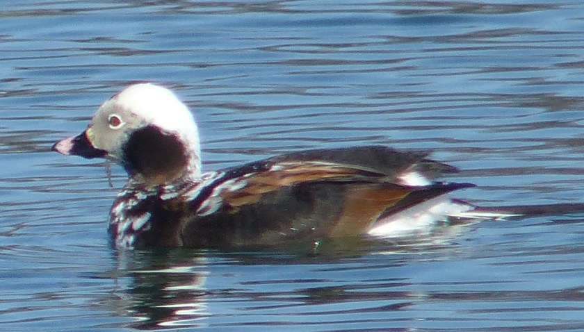 LonTailduchapr142017