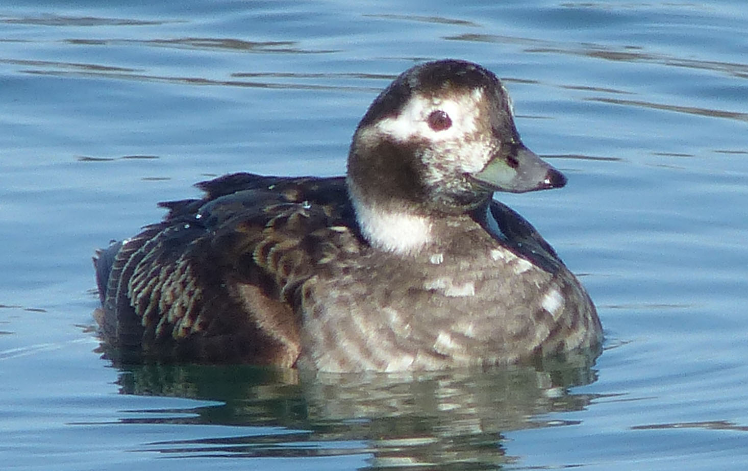 LonTailDuckfemaAp142017