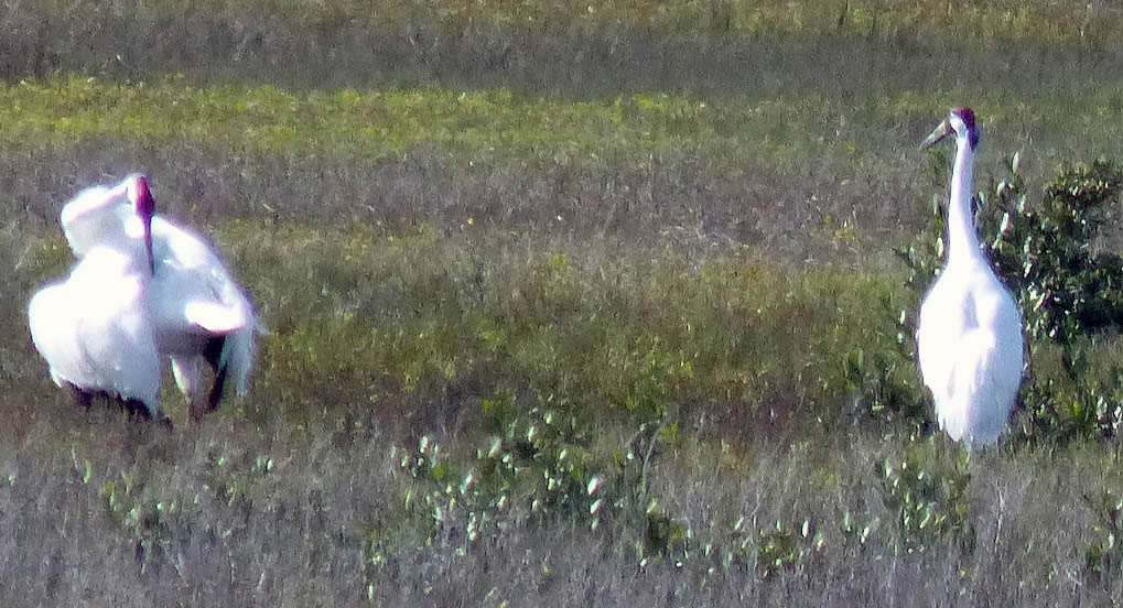 Whcransaransasno102014pair