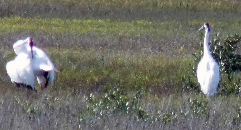 Whcransaransasno102014pair