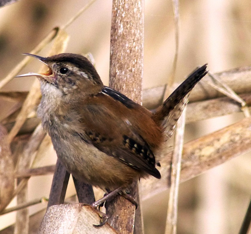 Marshwren2