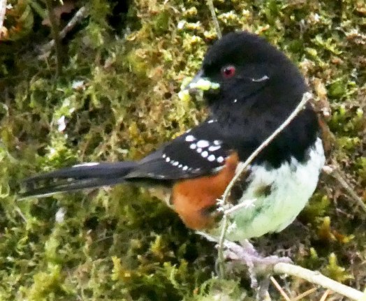 Towhee3FinMay262017