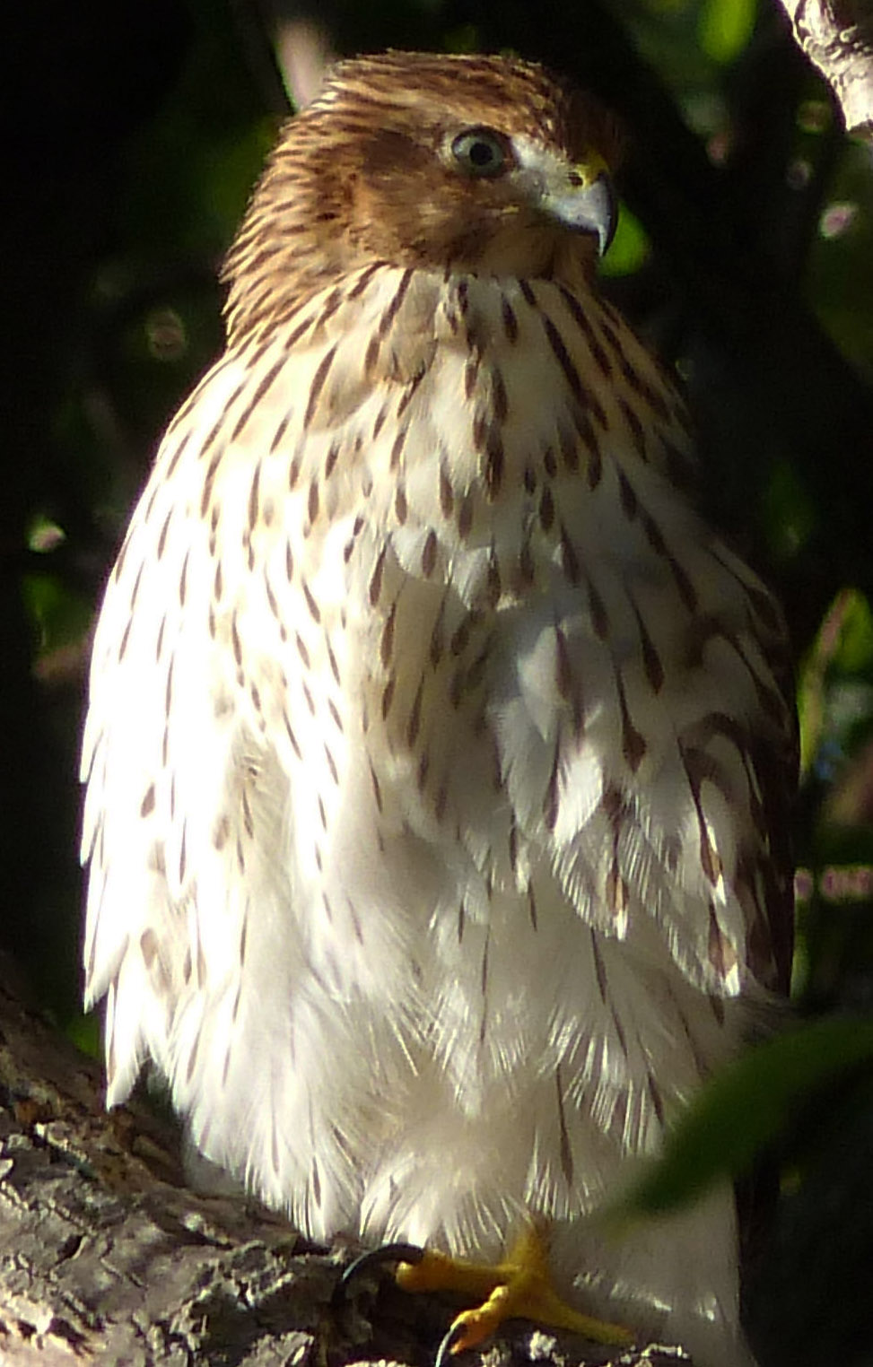 CoopersHawkSept2016c