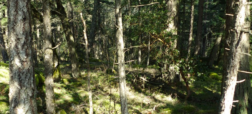 ObhillforestApr62017