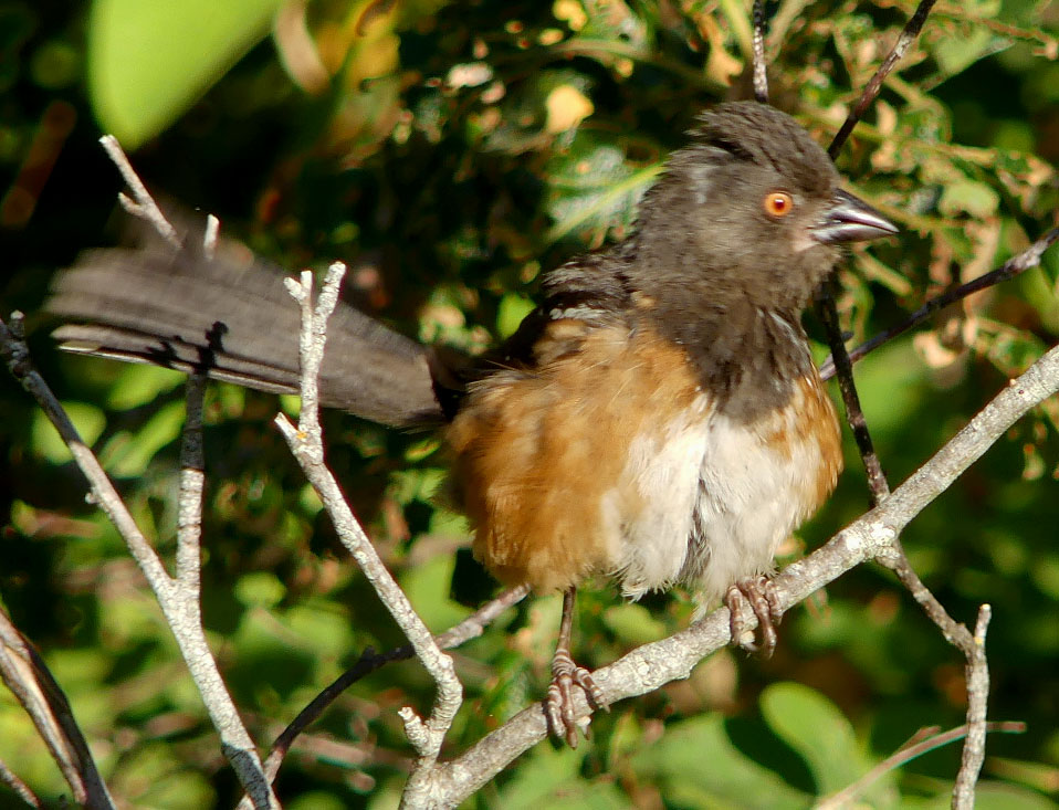 TowheewrnJu192017