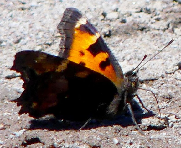 WesterntortoiseshellAu72017