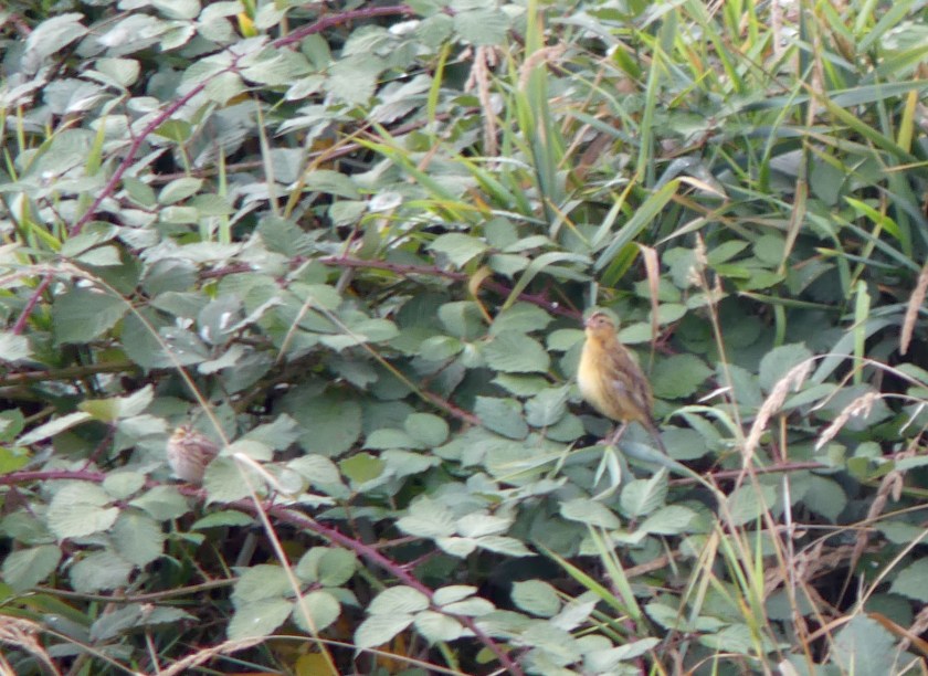 BobdistanceSept192017